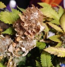 Mycie pąków po zbiorach, dla czystszego dymu