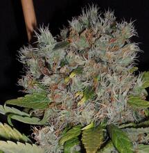 Jack 47 Auto. Czysta energia