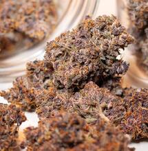 Lepsza jakość zbiorów marihuany dla przeciętnego hodowcy