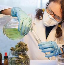 Radiografía al sistema endocannabinoide