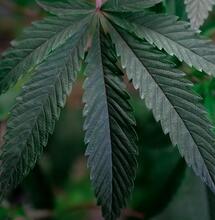 Marihuana: trucos para un crecimiento explosivo