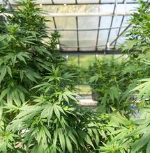 Cómo empezar a criar cannabis