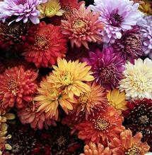 Piretrinas y cúrcuma: aliadas anti plagas de la marihuana.