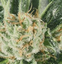 Prueba de Critical Jack con luz LED