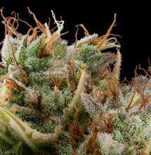 Classics Buddha Seeds: la colección de variedades míticas de cannabis que no te puedes perder