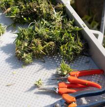 ¿Cómo manicurar cannabis?