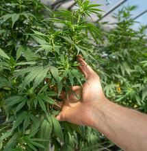 CBD: spettro completo o isolato? Una guida per orientarsi nel mondo della cannabis