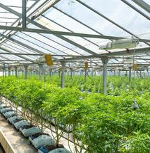 ¿Cultivo de exterior o cultivo de interior?