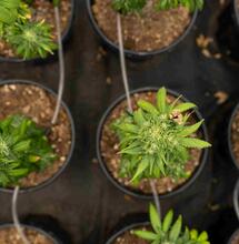 Legalisatie Duitsland kan Nederland geld opleveren