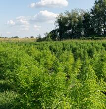 Tecnología agrícola para el cultivo de cáñamo