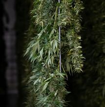 ¿Qué cambia en los cannabinoides tras el secado?