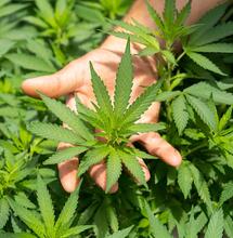 Cannafest Praga 2011