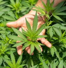 Proposta per la coltivazione domestica