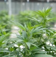 Uso del dióxido de carbono en el cultivo de cannabis