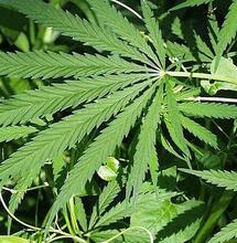 Glastuinbouwbedrijf in 'cannabis-coalitie'