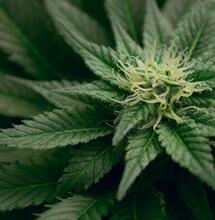 ¿Por qué, cómo y cuándo cortar la marihuana?