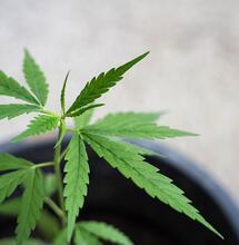  Cuándo comenzar a fertilizar la marihuana