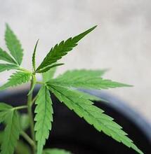 Uitslag prijsvraag  25 jaar Highlife