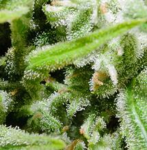 Cultiva distintas variedades en el balcón
