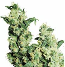 Las variedades domesticadas de cannabis son controladas por humanos más que por la selección natural. Desafortunadamente (a causa de la prohibición), a menudo son personas que tienen pocos conocimientos sobre la genética cannábica.