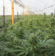 Cultivar en invernadero