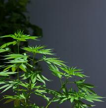 Cultivo de marihuana