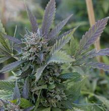 Tareas para el cultivo de marihuana en invierno