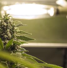 Vegetativo y floración indoor: halogenuro metálico y sodio alta presión.