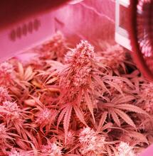 Consejos y tips para cultivar marihuana con luces LED.