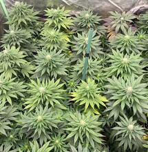 Cultivo de marihuana indoor en maceta pequeña.