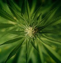 Factores para conseguir un cultivo de cannabis sustentable: iluminación, riego, fertilización, ventilación.