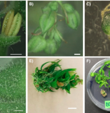 Reproducción in vitro e varias partes de la planta de cannabis. Foto: Monthony, A.S.; Page, S.R.; Hesami, M.; Jones, A.M.P. The Past, Present and Future of Cannabis sativa Tissue Culture. Plants 2021, 10, 185. https://doi.org/10.3390/plants10010185 Licencia: CC 4.0