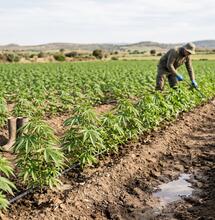 Cultivo de cáñamo: por qué la fecha de siembra define todo