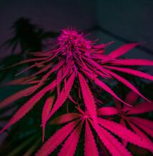 Cultivo de cannabis con leds: recomendaciones