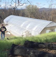 Cultivo de marihuana en invernadero - segunda parte