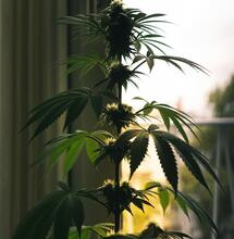 ¿Es delito plantar marihuana en casa en España?