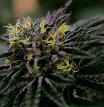 Ventajas del cultivo de cannabis en exterior.