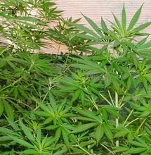 Cultivos de Marihuana