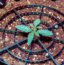 Growing Blueberry Cookies and Ocean Grown Cookies