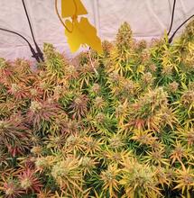 Culture de clones V1 avec des lampes LED Q6W-Generation2 de SANlight
