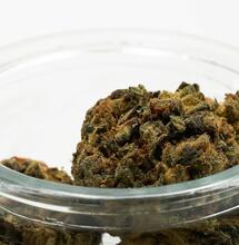 Curado de cannabis: guía para corregir errores