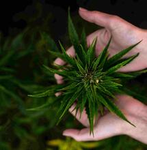 Growers Tips: Using the Flood and Drain System