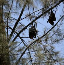Death of two NY men linked to bat guano weed fertilizer
