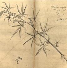 El origen de las palabras cannabis y marihuana