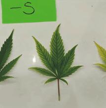 Progresión de clorosis intervenal por falta de azufre en la marihuana que se extendía desde la nervadura central hasta los márgenes de las hojas. Foto: Llewellyn D, Golem S, Jones AMP, Zheng Y. Foliar Symptomology, Nutrient Content, Yield, and Secondary Metabolite Variability of Cannabis Grown Hydroponically with Different Single-Element Nutrient Deficiencies. Plants (Basel). 2023 Jan 17;12(3):422. doi: 10.3390/plants12030422.