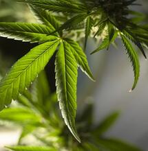 Delaware cannabis legal market 