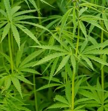 Größere Blüten durch Manipulationen erzeugen