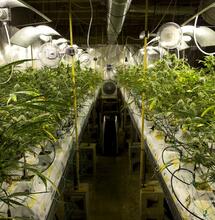 Control del clima en marihuana: ventilación, VPD y CO2