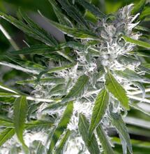 Hongos e insectos fuera: llegó la tierra de diatomeas.