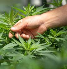 Is THCA the Same as THC?